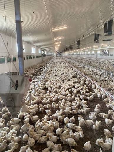 Poultry Breeder